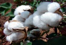 Production cotonnière: ‘’Le Sénégal a eu les meilleurs rendements dans toute l’Afrique de l’Ouest’’