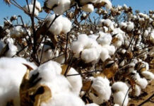 Filière coton: Le Togo s’arme pour sa relance