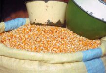 Céréales: La production dans les pays de l’UEMOA pour la saison 2024-2025